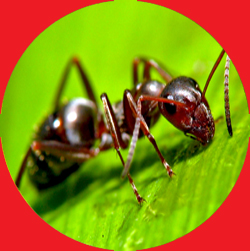 Ant - Emmaus PA